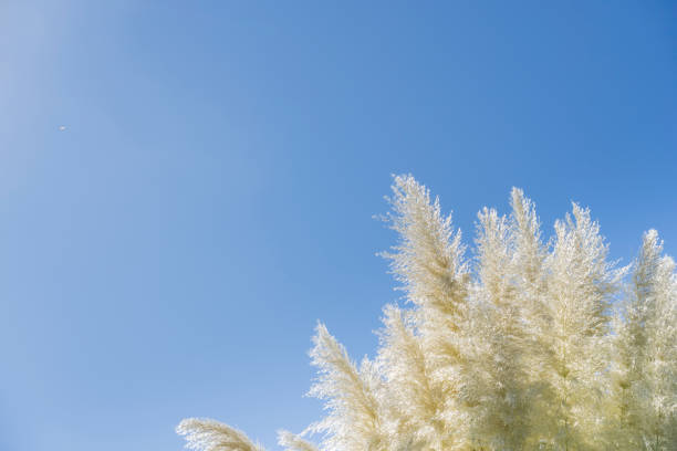 Blue sky behind white pampas flower