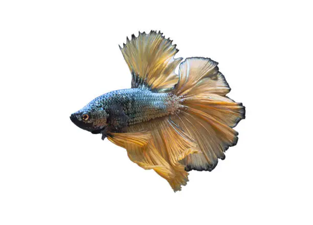 Detail of Yellow betta fish or Siamese fighting fish isolated on white background with clipping path. Beautiful movement of Betta splendens (Pla Kad). Selective focus.