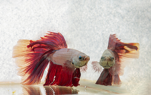 The reflection in the water of a Red betta fish or Siamese fighting fish. Beautiful movement of Betta splendens (Pla Kad). Selective focus.