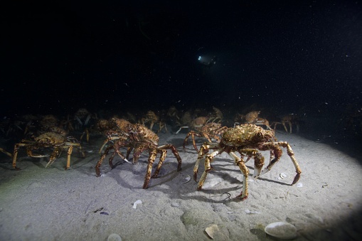 Spider crab migration into Port philip Bay, Australia