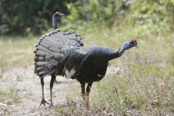 istock Ocealated Turkey feeding on a trail in the Maya Forest of Belize 2148456861