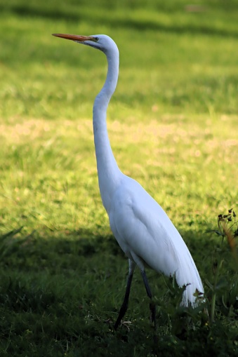 White great egret in the grass