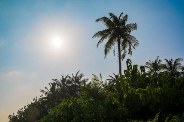 Silhouette of tall palm tree above forest. Sun in background.