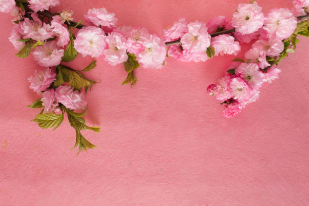Creative composition of pink flowers and pink background. Flowerscape flat lay.
