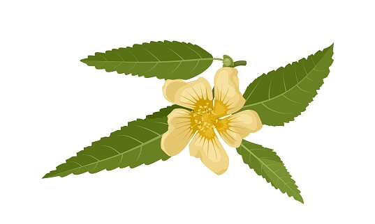 Vector illustration, Sida rhombifolia, commonly known as arrowleaf sida, isolated on white background.