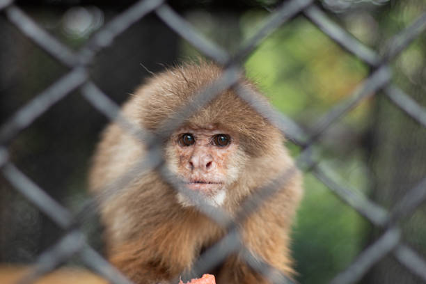 The monkey is a light brownish-gray color, with a slightly darker patch on its back. Its fur appears smooth and dense. Its face is a slightly lighter shade of brown, and its eyes are dark. A small, slightly lighter-colored patch is on the top of its head. The monkey's hands and feet are visible, gripping the branch. The tree branch is light brownish-gray, with visible texture and some light gray or white markings on the bark.
