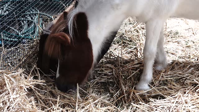 White and brown spotted shetland pony eating hay in a barnyard by itself
