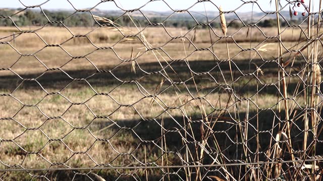 Barbed wire fence in a country setting showing short depth of field