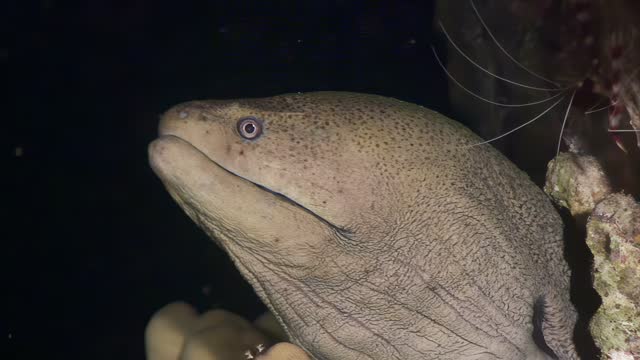 Close-up of moray eel on black background near corals.