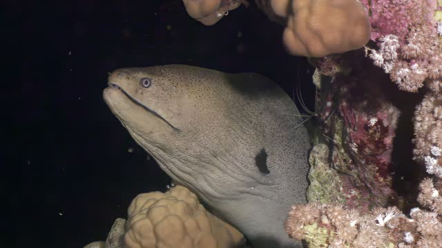 Head of underwater moray eel on black background near corals.
