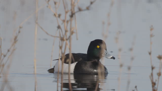 Bird - male Tufted Duck ( Aythya fuligula ) swims in the lake on a sunny spring morning.