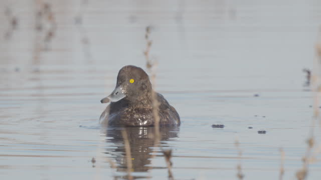 Bird - female Tufted Duck ( Aythya fuligula ) swims in the lake on a sunny spring morning.