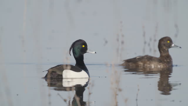 A pair of Tufted Duck ( Aythya fuligula ) birds, a male and a female, swim in the water on a sunny spring morning.