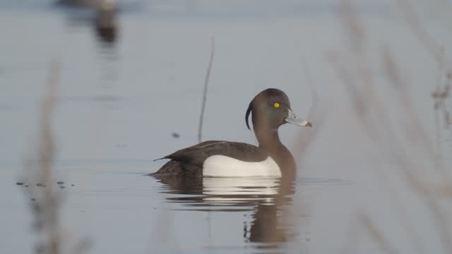 Bird - male Tufted Duck ( Aythya fuligula ) swims in the lake on a sunny spring morning.
