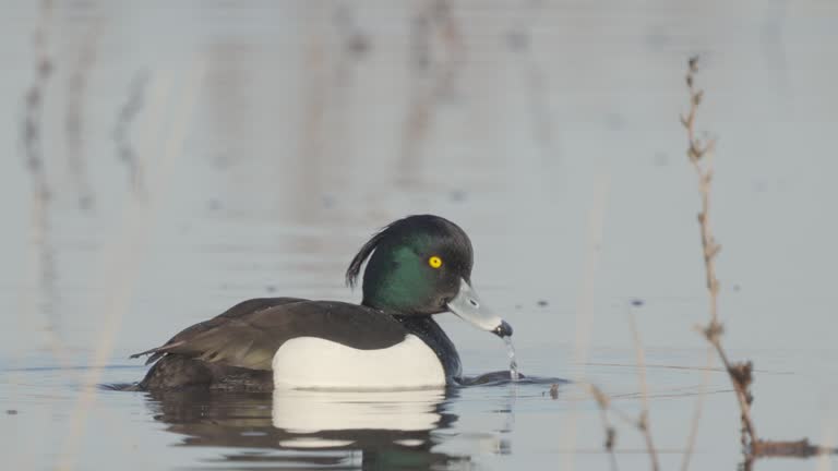 Bird - male Tufted Duck ( Aythya fuligula ) swims in the lake on a sunny spring morning.