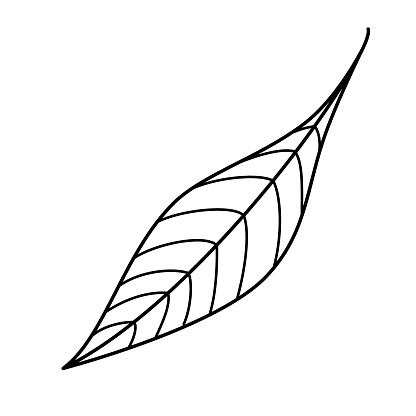 Tree leaf contour drawing isolated cutout black and white vector clipart illustration. Autumn leaves line art design element. Summer nature pictogram, logo or icon. Tree foilage simple cartoon doodle.