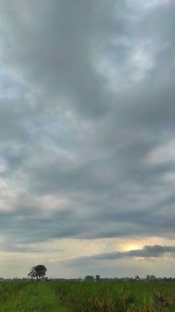 istock Tree in the middle of rice field during cloudy sunset 2148459772
