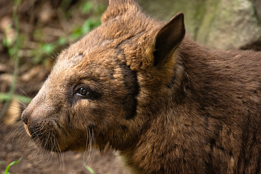 The southern hairy-nosed wombat is one of three extant species of wombats. It is found in scattered areas of semiarid scrub and mallee from the eastern Nullarbor Plain to the New South Wales border area.