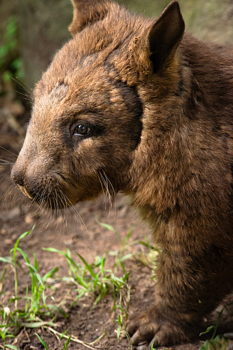 The southern hairy-nosed wombat is one of three extant species of wombats. It is found in scattered areas of semiarid scrub and mallee from the eastern Nullarbor Plain to the New South Wales border area.