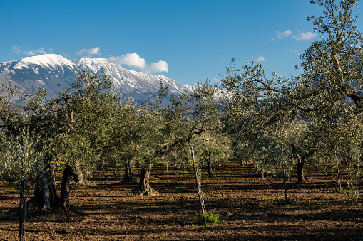 Salle, Italy An olive grove in the sunshine.