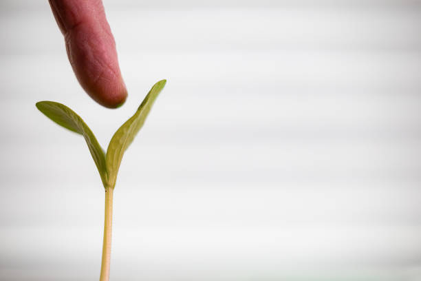 A small seedling growing in a plastic pot at home.
