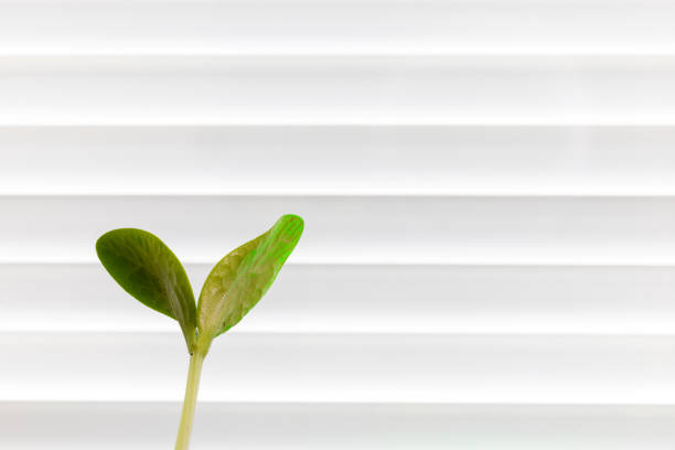 A small seedling growing in a plastic pot at home.