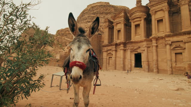 Donkey Tied next to Petra in Jordan