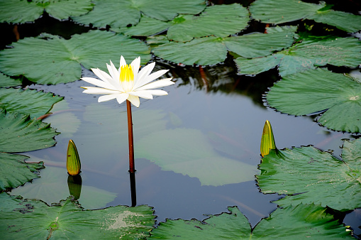A White Water Liliy on a Pond