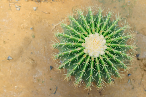 Cactus (Echinocactus Grusonii)