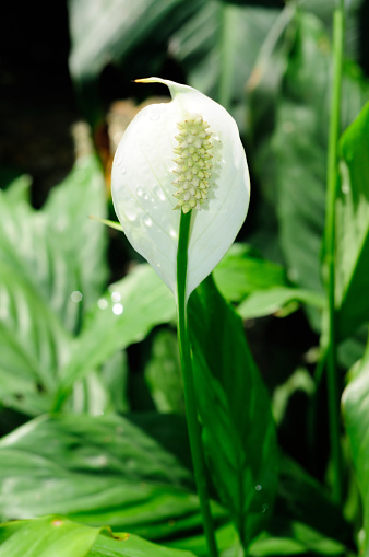 Peace Lily Flower (Spathiphyllum)