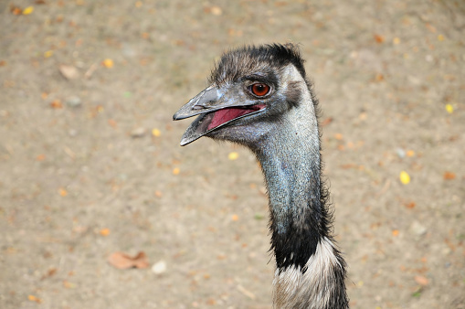 An emu bird poses for a photo shoot.