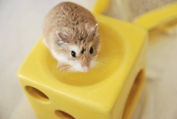 Roborovski hamster is on the yellow block Roborovski hamster is on the yellow block roborovski hamster stock pictures, royalty-free photos & images