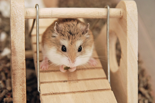Roborovski hamsters on a swing