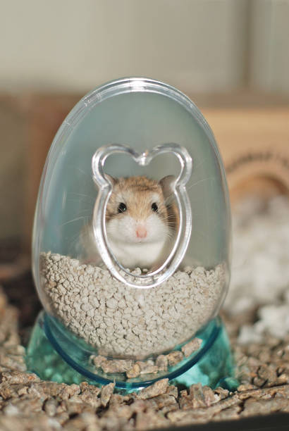 istock Roborovski hamsters is in the hamster shaped house 2148462350