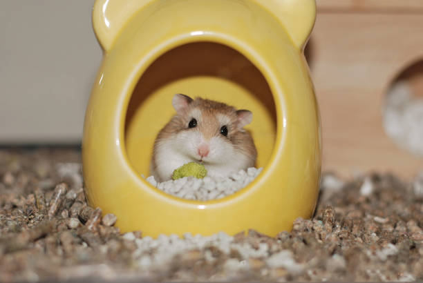 Roborovski hamster is in the yellow house