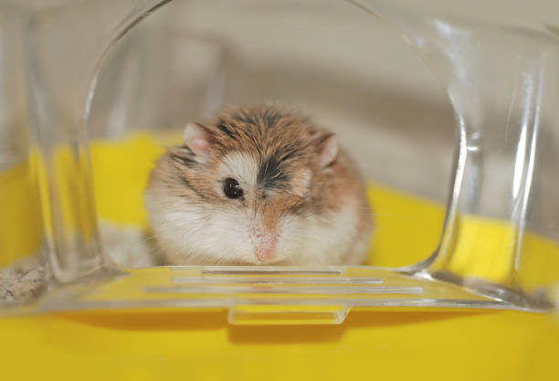 Roborovski hamster is in the yellow house Roborovski hamster is in the yellow house roborovski hamster stock pictures, royalty-free photos & images