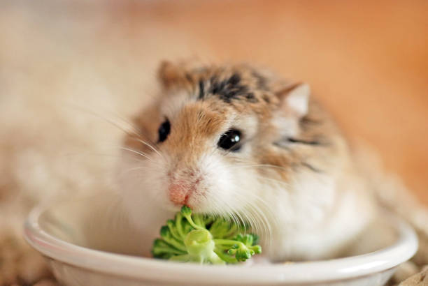 Tiny Roborovski hamster eating broccoli Tiny Roborovski hamster eating broccoli roborovski hamster stock pictures, royalty-free photos & images