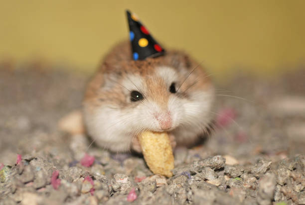 Roborovski hamster wearing a party hat Roborovski hamster wearing a party hat roborovski hamster stock pictures, royalty-free photos & images