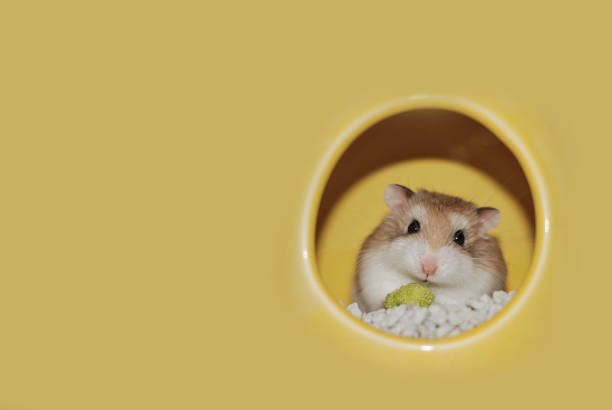 Roborovski hamster n yellow background Roborovski hamster n yellow background roborovski hamster stock pictures, royalty-free photos & images