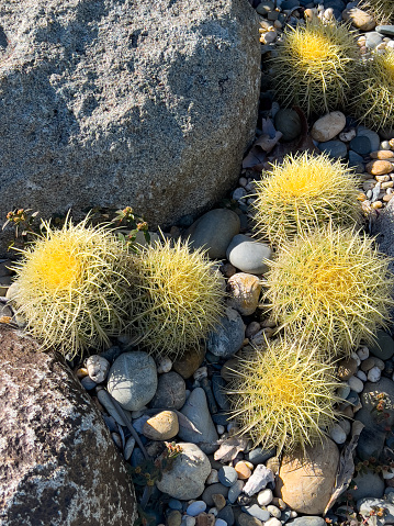 Vertical high angle closeup of a group of small spiky barrel cacti growing in a pebble and rock garden on a sunny day.