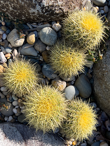 Vertical high angle closeup of a group of small spiky barrel cacti growing in a pebble and rock garden on a sunny day.