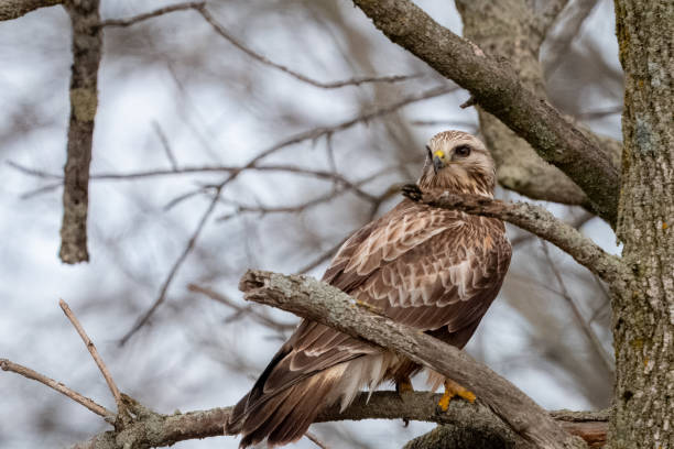 camouflaged hawk - rough legged hawk bird of prey hawk animals in the wild imagens e fotografias de stock