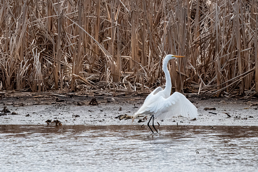 Great Egret in a marshy habitat