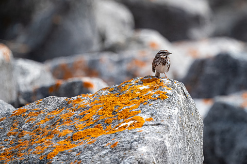 Song sparrow in a rocky setting