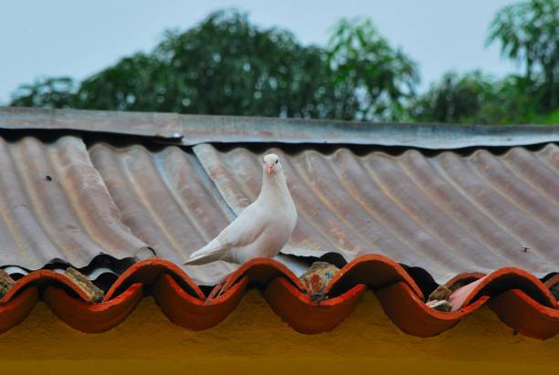Since ancient times, the white dove has been taken as a symbol of Peace, may it be so and Peace will come!