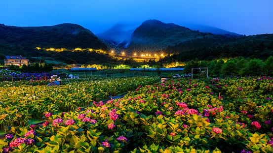 A coexisting scenery of hydrangea and calla lily fields at a cloudy dawn during the season transition from spring to summer in Zhuzihu (Bamboo Lake in Chinese), Yangmingshan of Taipei City, Taiwan.