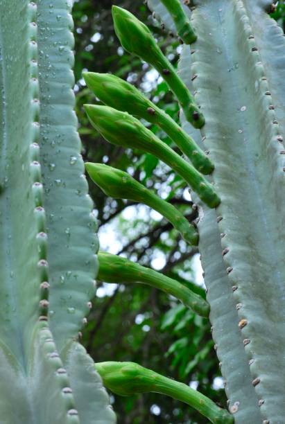 istock Cactus, some with thorns, others in flower. 2148463435