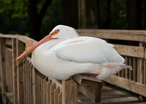 White pelican with massive yellow orange bill and clear bluish white eye is resting on a wooden fence against a dark green background of trees.