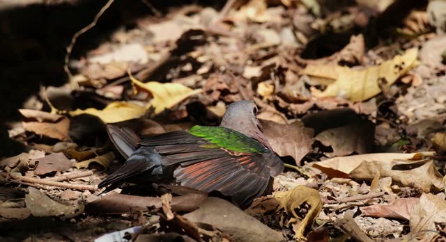 Facing right bathing under the morning sun on the ground with dried leaves, Asian Emerald Dove Chalcophaps indica, Thailand
