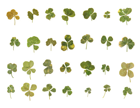 A variety of real authentic 4-5 leaf clovers from the Pacific Northwest (Flattened and Isolated). Images are well suited for visual design projects.